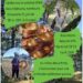 voyage sonore en nature le dimanche 21 juin